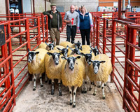 3 First Prize pen of Mules ex Swaledale from H Montgomery Assloss